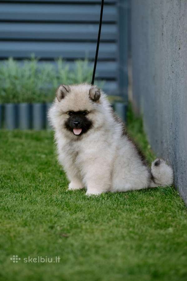Volfšpicai (keeshond) gimė 08-03 - nuotraukos Nr. 2