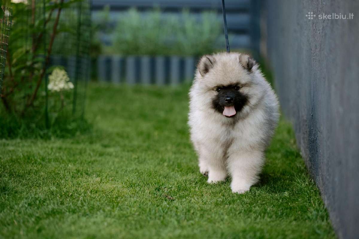 Volfšpicai (keeshond) gimė 08-03 - nuotraukos Nr. 3