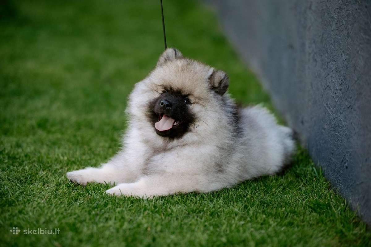Volfšpicai (keeshond) gimė 08-03 - nuotraukos Nr. 4