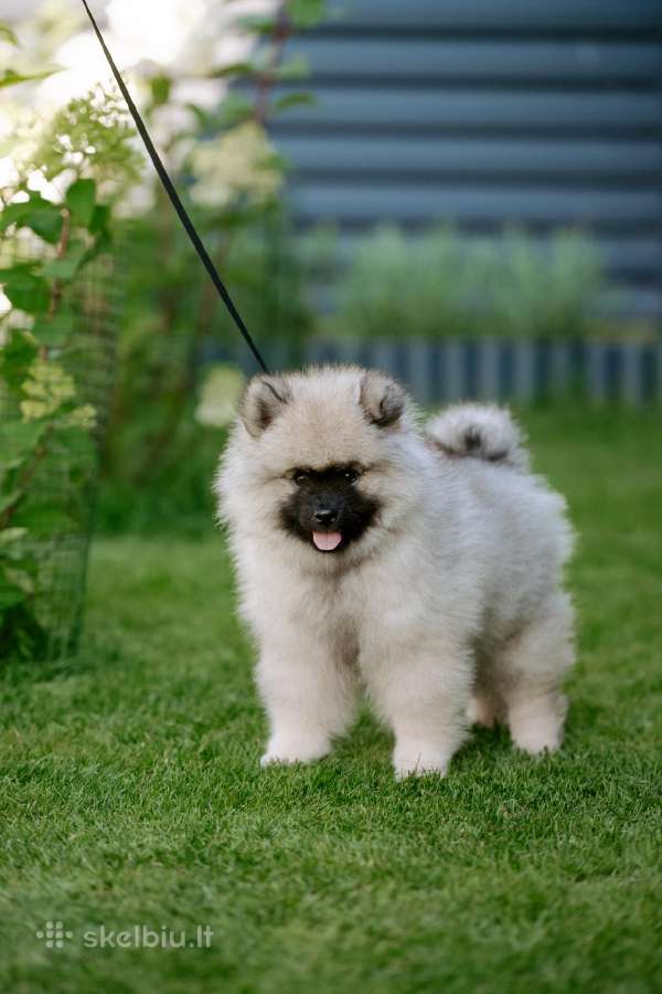 Volfšpicai (keeshond) gimė 08-03 - nuotraukos Nr. 5