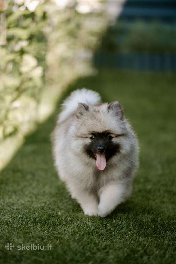Volfšpicai (keeshond) gimė 08-03 - nuotraukos Nr. 6