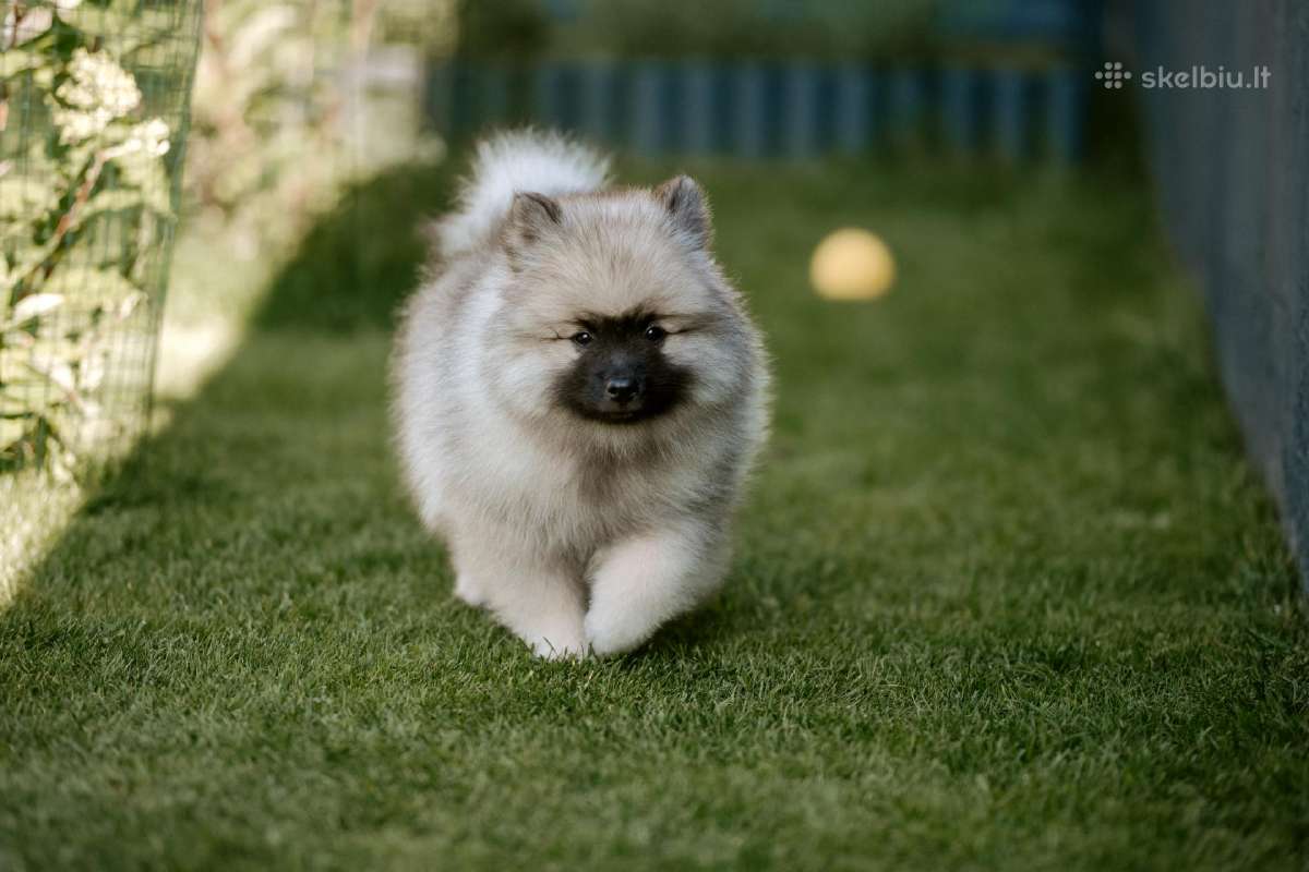 Volfšpicai (keeshond) gimė 08-03 - nuotraukos Nr. 7