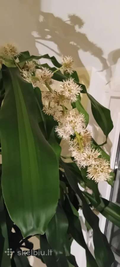 Kvapioji Dracena - nuotraukos Nr. 3