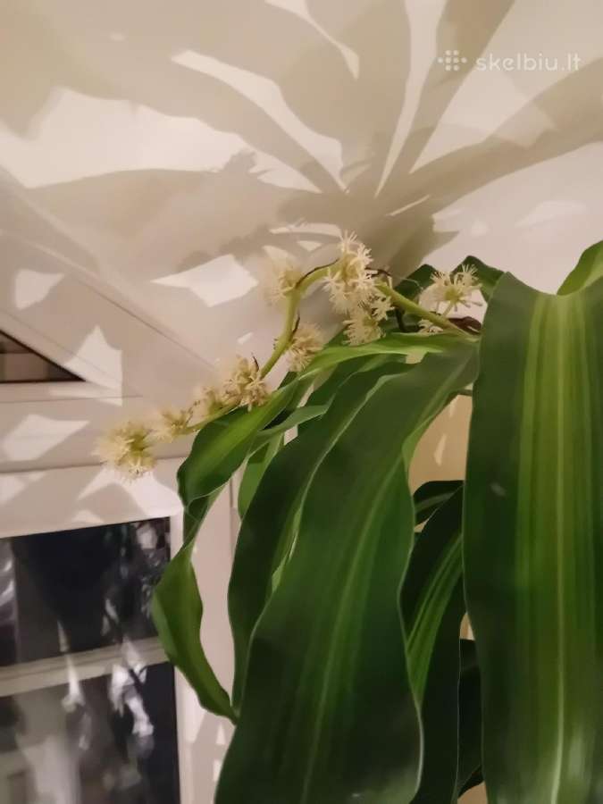 Kvapioji Dracena - nuotraukos Nr. 4