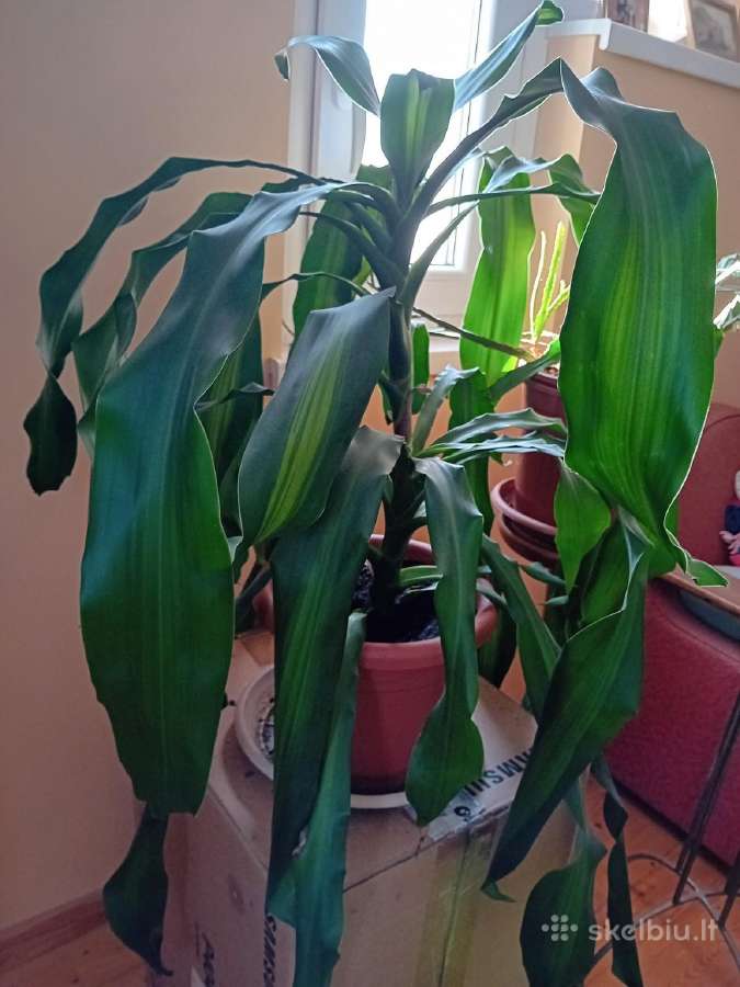 Kvapioji Dracena