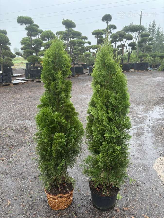Miskantai, Bonsai, Kadagiai, Tujos, Skroblai. - nuotraukos Nr. 6