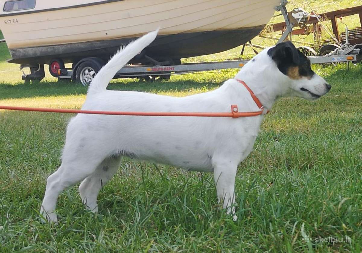 Džeko Raselo terjerai - Jack Russell terrier - nuotraukos Nr. 7