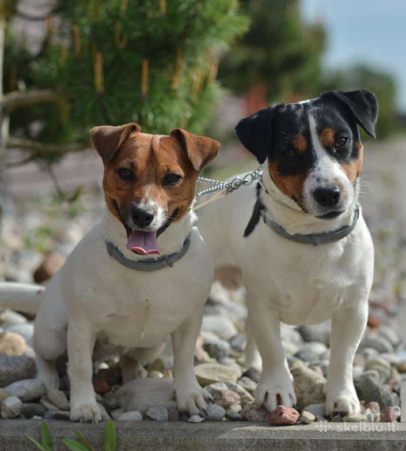Džeko Raselo terjerai - Jack Russell terrier - nuotraukos Nr. 8