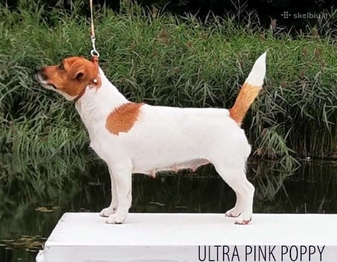Džeko Raselo terjerai - Jack Russell terrier - nuotraukos Nr. 6
