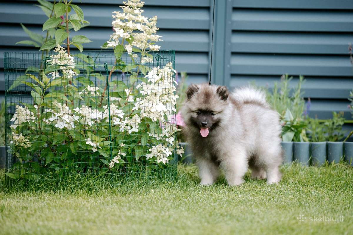 Volfšpicai (keeshond) gimė 08-03 - nuotraukos Nr. 8