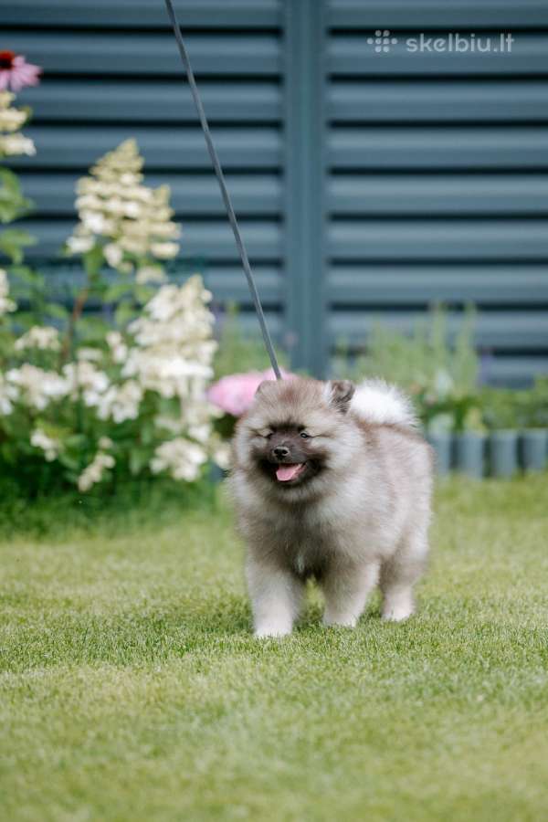 Volfšpicai (keeshond) gimė 08-03 - nuotraukos Nr. 11