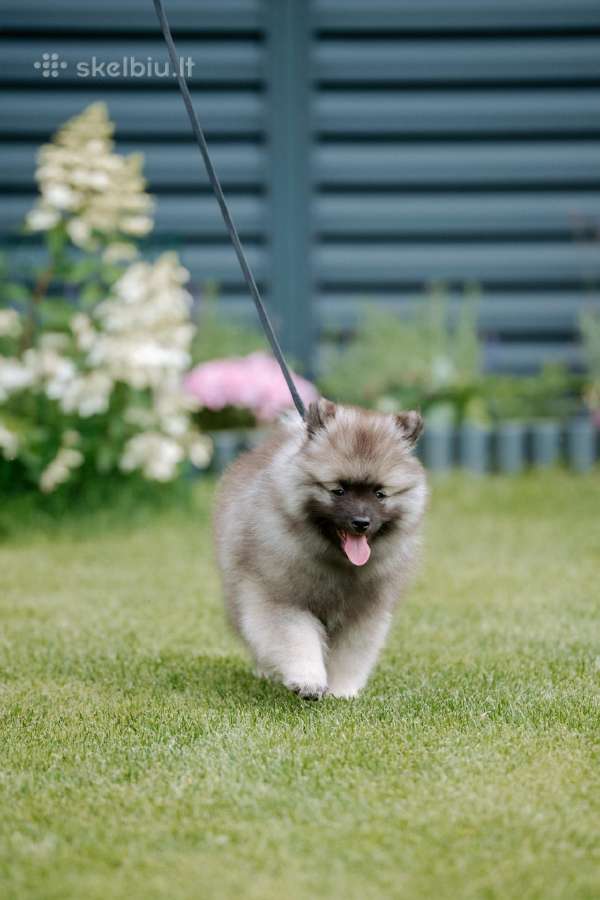 Volfšpicai (keeshond) gimė 08-03 - nuotraukos Nr. 12