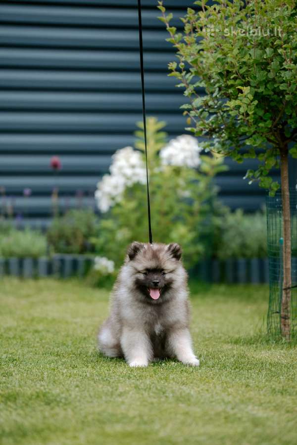 Volfšpicai (keeshond) gimė 08-03 - nuotraukos Nr. 13