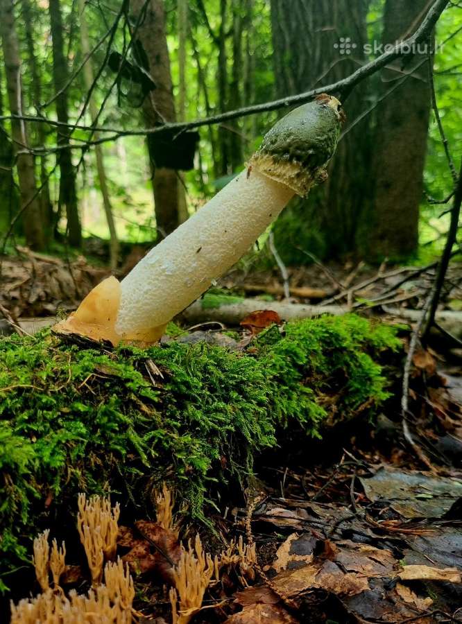Poniabudės / žemės taukai / vesiolka - nuotraukos Nr. 4