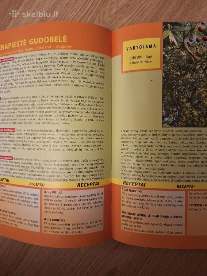 Vaistiniai augalai. Gydymui, kosmetikai, kulinarij - nuotraukos Nr. 4