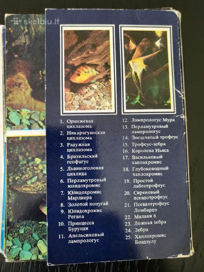 Kolekciniai atvirukai Akvariumo Žuvys - nuotraukos Nr. 3