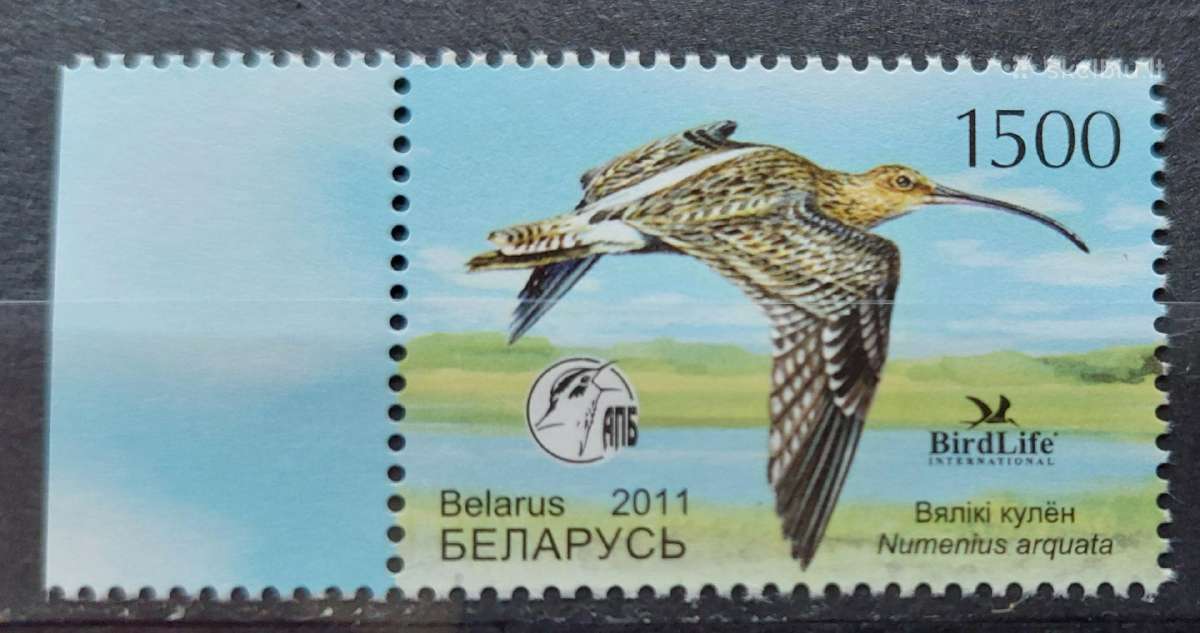 Baltarusija 2011 paukštis ,švarus, Michel 849