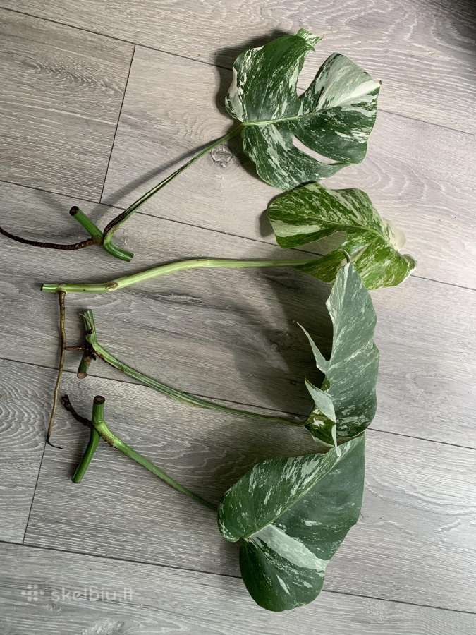 Monstera albo variegata