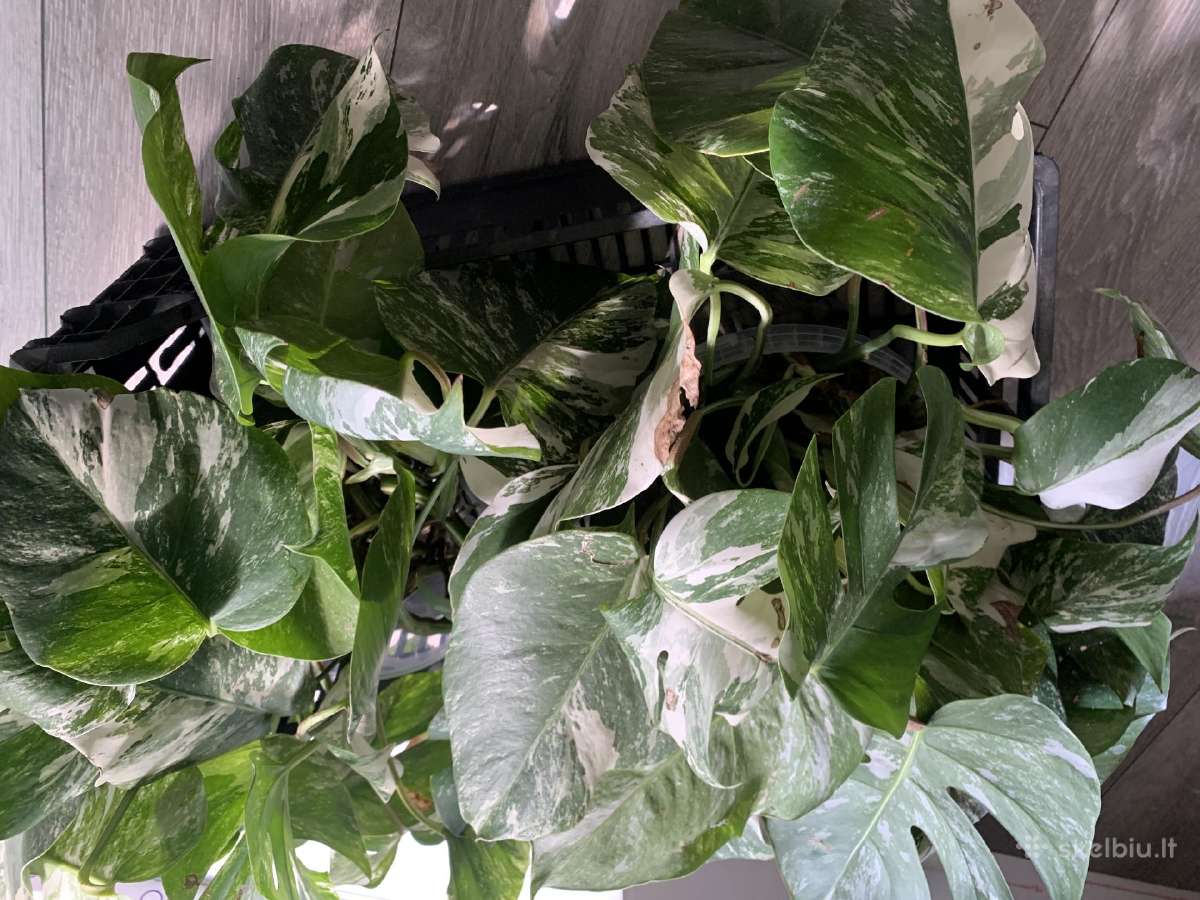 Monstera albo variegata - nuotraukos Nr. 2