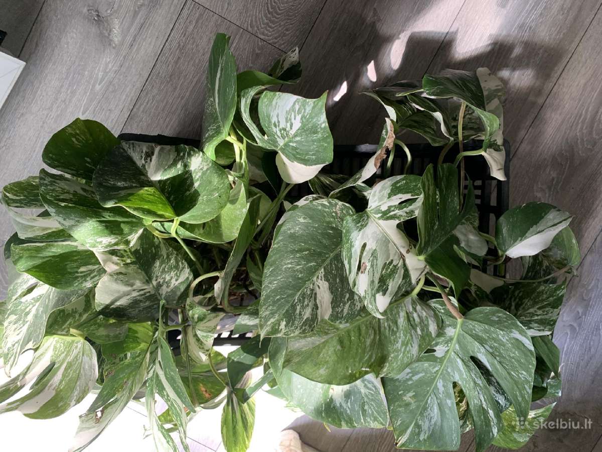 Monstera albo variegata - nuotraukos Nr. 3