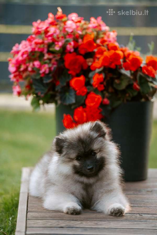 Volfšpicai (keeshond) rezervacijai