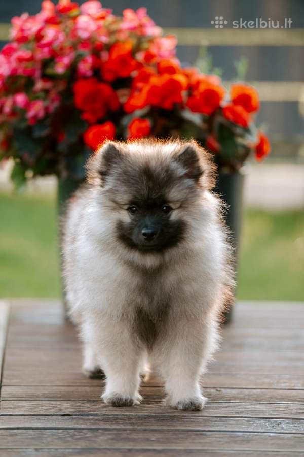 Volfšpicai (keeshond) gimė 08-03 - nuotraukos Nr. 9