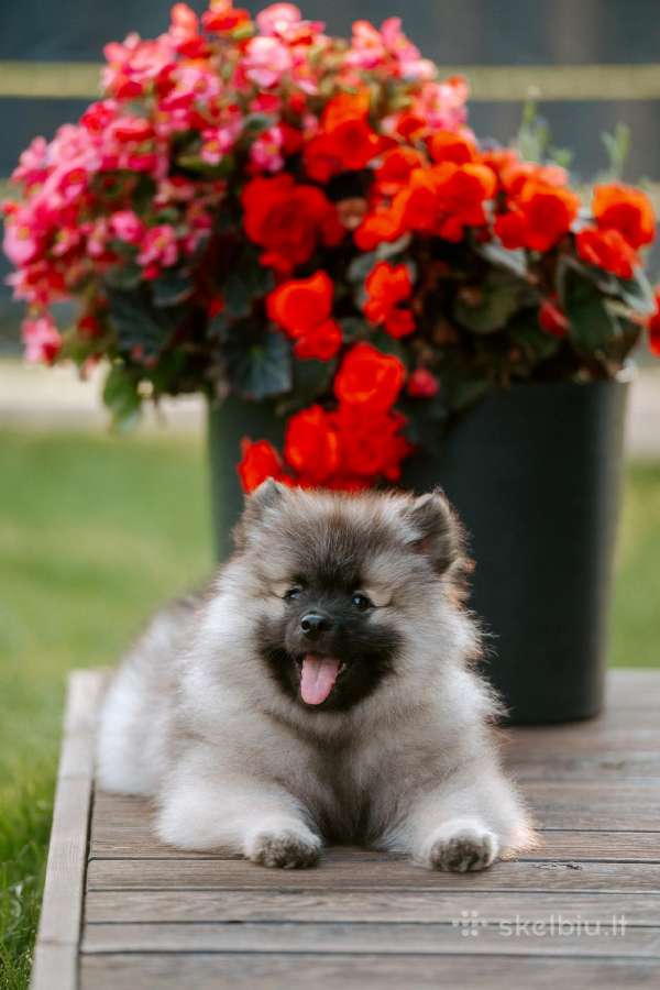 Volfšpicai (keeshond) gimė 08-03 - nuotraukos Nr. 10