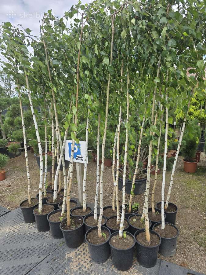 Svyrantis Beržas Betula pendula Youngii Vilnius - nuotraukos Nr. 3