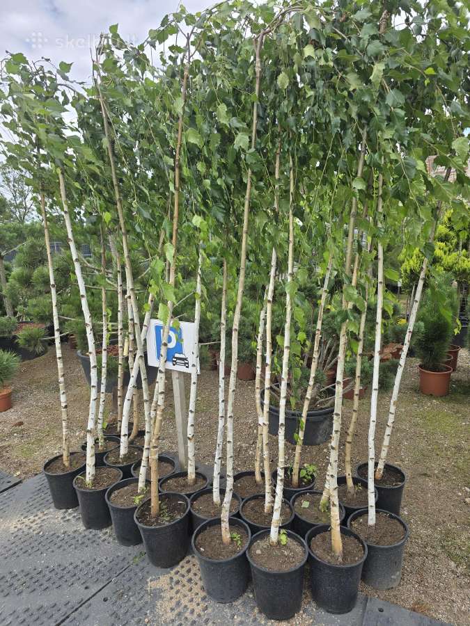 Svyrantis Beržas Betula pendula Youngii Vilnius - nuotraukos Nr. 4