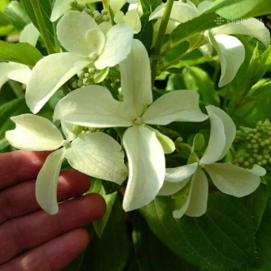 Hortenzijos krūminės