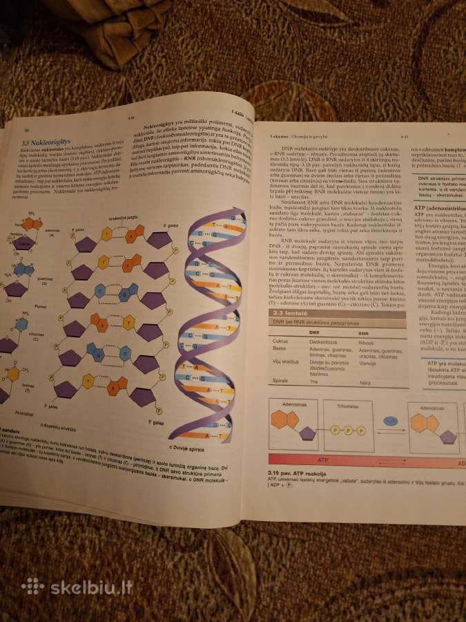 Biologija 1knyga. Sylvia S. Mader - nuotraukos Nr. 5