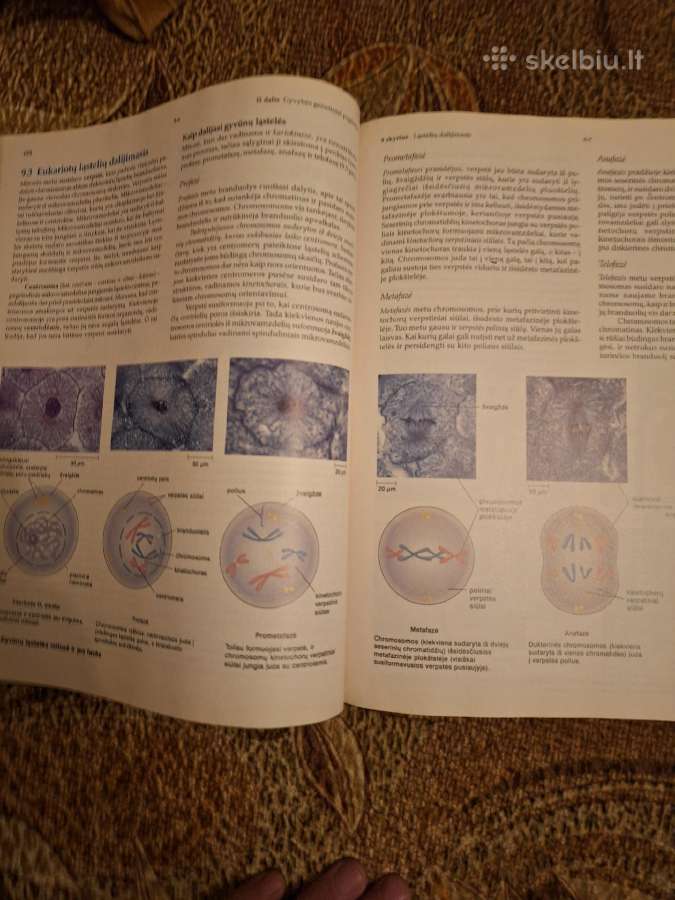 Biologija 1knyga. Sylvia S. Mader - nuotraukos Nr. 6