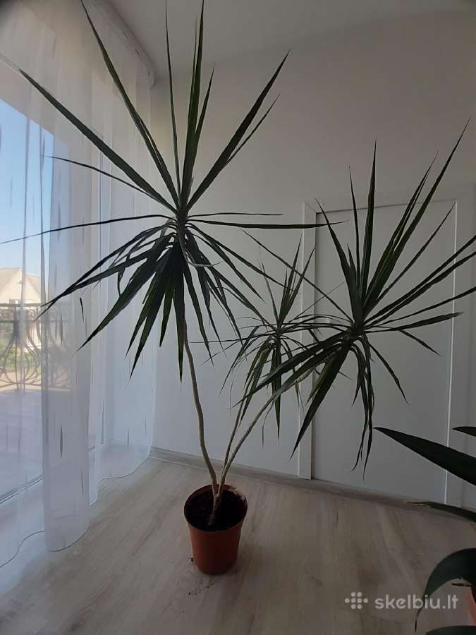Dracena - nuotraukos Nr. 5
