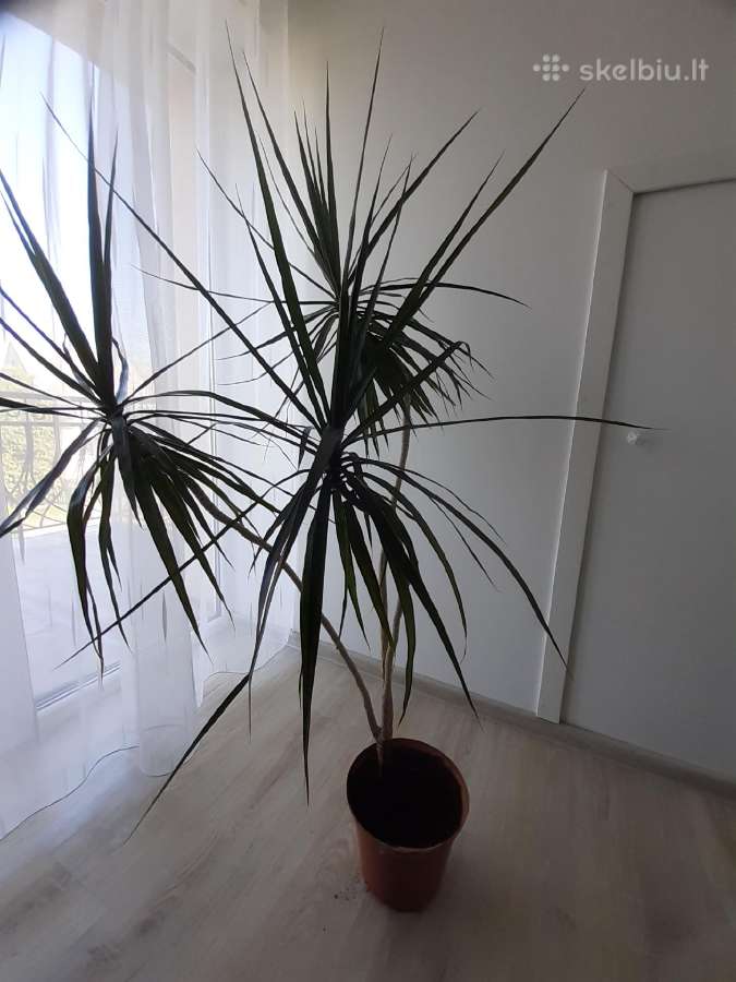 Dracena - nuotraukos Nr. 6