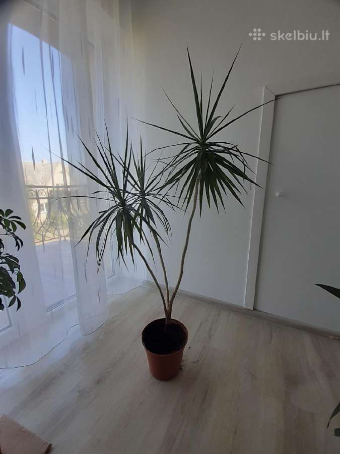 Dracena - nuotraukos Nr. 3