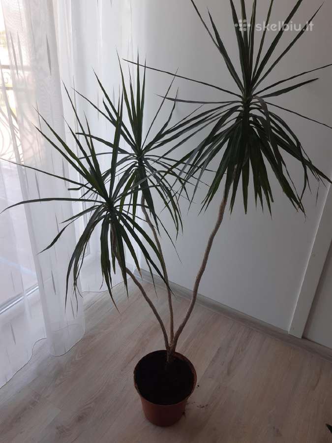 Dracena - nuotraukos Nr. 4