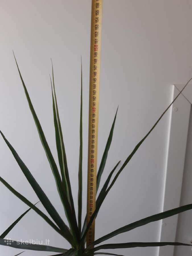 Dracena - nuotraukos Nr. 8