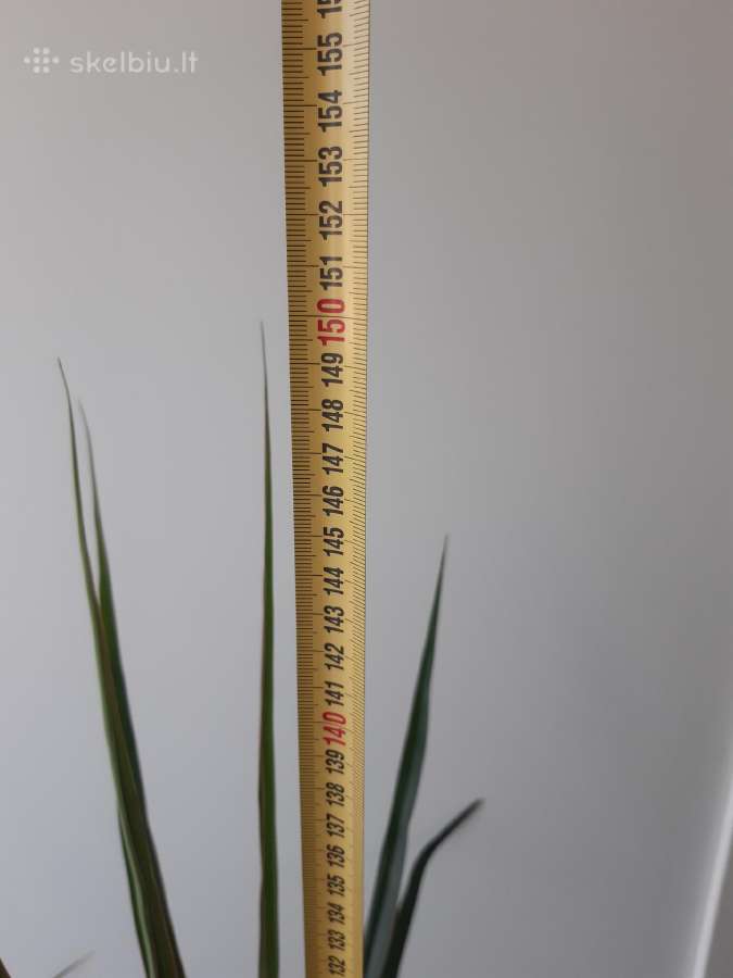 Dracena - nuotraukos Nr. 7