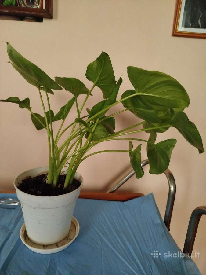 Parduodu kalija pigiai