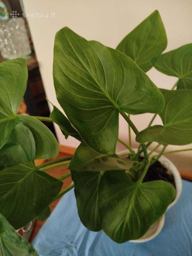 Parduodu kalija pigiai - nuotraukos Nr. 4