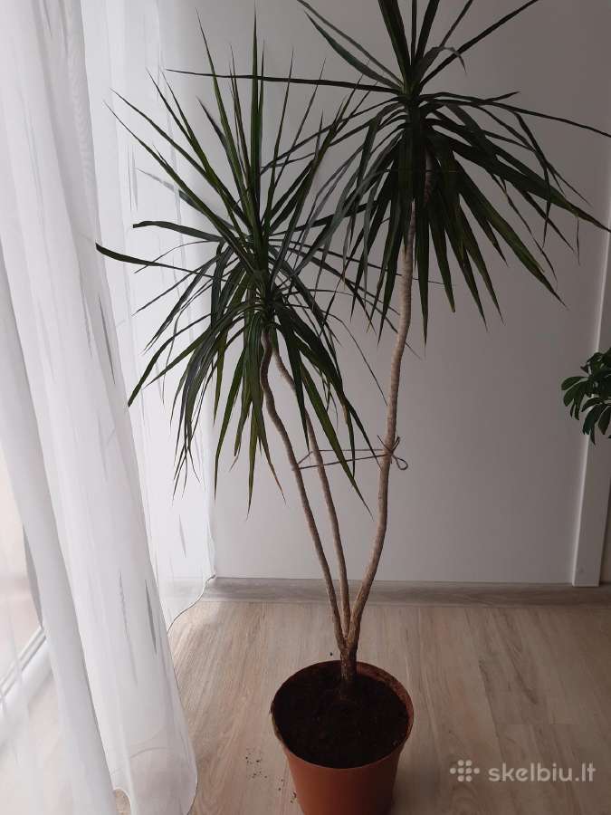 Dracena