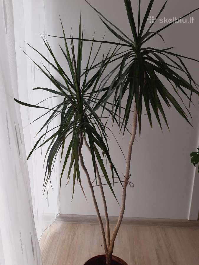 Dracena - nuotraukos Nr. 2