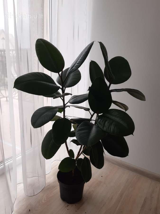 Fikusas