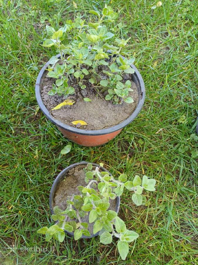 Įv. augalai:raudonėlis, miskantas, kv. šalavijas. - nuotraukos Nr. 5