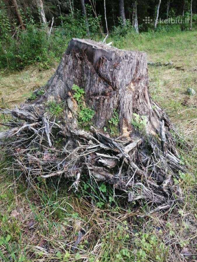 Ąžuolo kelmas - nuotraukos Nr. 4