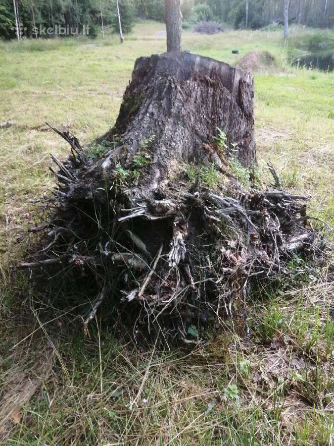 Ąžuolo kelmas - nuotraukos Nr. 3