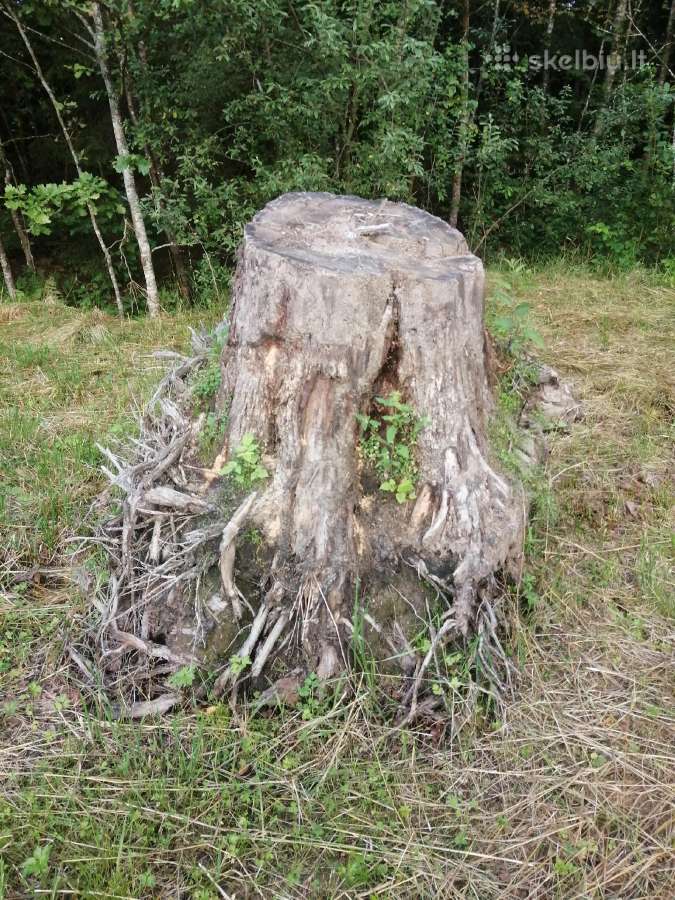 Ąžuolo kelmas
