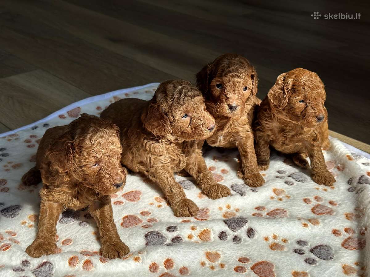 Kilmingi Toy Ir Nykštukiniai Pudeliukai - nuotraukos Nr. 3