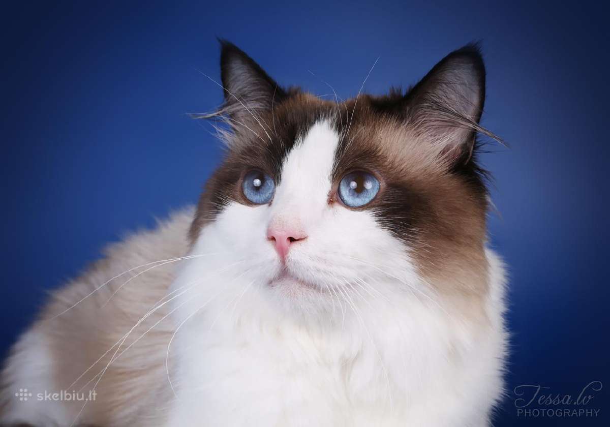 Ragdoll kaciukai - nuotraukos Nr. 18