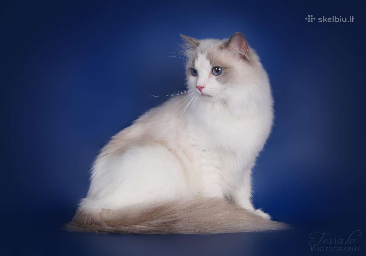 Ragdoll kaciukai - nuotraukos Nr. 7